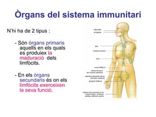 Òrgans del sistema immunitari
N’hi ha de 2 tipus :
- Són òrgans primaris
aquells en els quals
es produiex la
maduració dels
limfòcits.
- En els òrgans
secundaris és on els
limfòcits exerceixen
la seva funció.
 