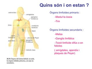 Òrgans limfoides primaris :
-Medul·la òssia
-Tim
Òrgans limfoides secundaris :
-Melsa
-Ganglis limfàtics
-Teixit limfoide difús o en
folicles
( amígdales, apendix i
plaques de Peyer)
Quins són i on estan ?
 