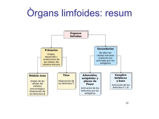 Òrgans limfoides: resum
 