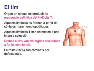 El tim
Organ en el qual es produeix la
maduració definitiva del limfòcits T.
Aquests limfòcits es formen a partir de
cèl·lules mare hematopoètiques.
Aquests limfòcits T són sotmesos a una
intensa selecció.
Només el 5% van als òrgans secundaris
a fer la seva funció.
La resta (95%) són eliminats per
defectuosos.
 