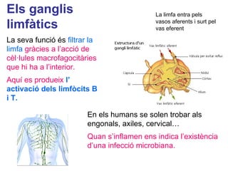 Els ganglis
limfàtics
La seva funció és filtrar la
limfa gràcies a l’acció de
cèl·lules macrofagocitàries
que hi ha a l’interior.
Aquí es produeix l’
activació dels limfòcits B
i T.
En els humans se solen trobar als
engonals, axiles, cervical…
Quan s’inflamen ens indica l’existència
d’una infecció microbiana.
La limfa entra pels
vasos aferents i surt pel
vas eferent
 