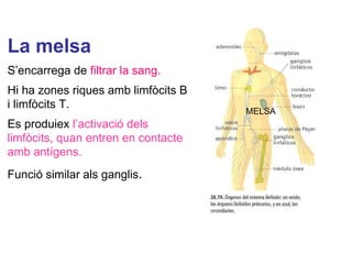 La melsa
S’encarrega de filtrar la sang.
Hi ha zones riques amb limfòcits B
i limfòcits T.
Es produiex l’activació dels
limfòcits, quan entren en contacte
amb antígens.
Funció similar als ganglis.
MELSA
 