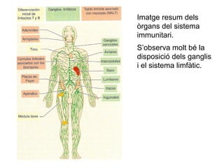 Imatge resum dels
òrgans del sistema
immunitari.
S’observa molt bé la
disposició dels ganglis
i el sistema limfàtic.
 