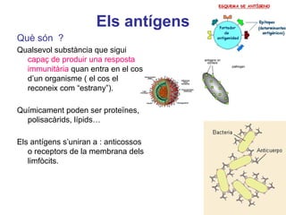 Els antígens
Què són ?
Qualsevol substància que sigui
capaç de produir una resposta
immunitària quan entra en el cos
d’un organisme ( el cos el
reconeix com “estrany”).
Químicament poden ser proteïnes,
polisacàrids, lípids…
Els antígens s’uniran a : anticossos
o receptors de la membrana dels
limfòcits.
 