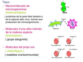 Tipus :
- Macromolècules de
microorganismes
(heteroantígens)
( proteïnes de la paret dels bacteris o
de la càpsula dels virus, toxines que
produeixen els microorganismes…
- Molècules d’una altre individu
de la mateixa espècie
(Isoantígens)
( grups sanguinis)
- Molècules del propi cos
( antiantígens )
( malalties d’antoimmunitat)
 