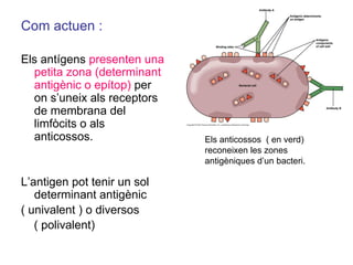 Com actuen :
Els antígens presenten una
petita zona (determinant
antigènic o epítop) per
on s’uneix als receptors
de membrana del
limfòcits o als
anticossos.
L’antigen pot tenir un sol
determinant antigènic
( univalent ) o diversos
( polivalent)
Els anticossos ( en verd)
reconeixen les zones
antigèniques d’un bacteri.
 
