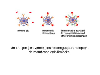 Un antígen ( en vermell) es reconegut pels receptors
de membrana dels limfòcits.
 