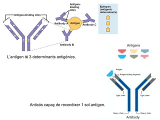 L’antígen té 3 determinants antigènics.
Anticós capaç de reconèixer 1 sol antígen.
 