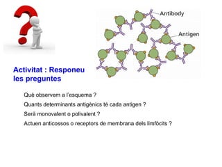 Què observem a l’esquema ?
Quants determinants antigènics té cada antigen ?
Serà monovalent o polivalent ?
Actuen anticossos o receptors de membrana dels limfòcits ?
Activitat : Responeu
les preguntes
 
