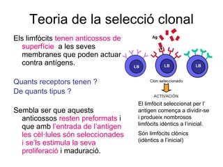 Teoria de la selecció clonal
Els limfòcits tenen anticossos de
superfície a les seves
membranes que poden actuar
contra antígens.
Quants receptors tenen ?
De quants tipus ?
Sembla ser que aquests
anticossos resten preformats i
que amb l’entrada de l’antigen
les cèl·lules són seleccionades
i se’ls estimula la seva
proliferació i maduració.
El limfòcit seleccionat per l’
antigen comença a dividir-se
i produeix nombrosos
limfòcits idèntics a l’inicial.
Són limfòcits clònics
(idèntics a l’inicial)
 