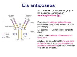 Són molècules proteiques del grup de
les globulines, concretament
immunoglobulines (Ig).
Formats per 4 cadenes polipeptídiques:
dues cadenes lleugeres (L) i dues cadenes
pesades (H).
Les cadenes H i L estan unides per ponts
disulfur.
Formen una molècules tridimensional en
forma de Y.
A la base de les cadenes H hi ha una zona
de frontisa, per la qual cosa els braços es
poden moure lliurement per tal de facilitar la
unió amb els antígens.
Els anticossos
 
