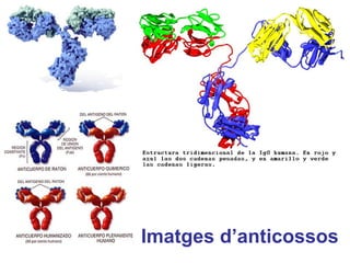 Imatges d’anticossos
 