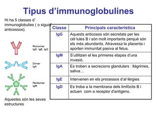 Tipus d’immunoglobulines
Es troba a la membrana dels limfòcits B i
actuen com a receptor d'antigens.
IgD
Intervenen en els processos d’al·lèrgiesIgE
Es troben a secrecions glandulars : llàgrimes,
saliva…
IgA
S’utilitzen el les primeres etapes d’una
invasió.
IgM
Aquests anticosos són secretats per les
cèl·lules B i són molt importants perquè són
els més abundants. Atravessa la placenta i
aporten immunitat pasiva al fetus.
IgG
Principals característicaClasse
Hi ha 5 classes d’
immunoglobulies ( o siguid’
anticossos).
Aquestes són les seves
estructures
 