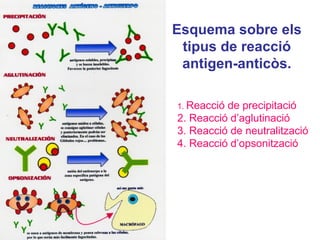 Esquema sobre els
tipus de reacció
antigen-anticòs.
1. Reacció de precipitació
2. Reacció d’aglutinació
3. Reacció de neutralització
4. Reacció d’opsonització
 