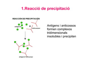 1.Reacció de precipitació
Antígens i anticossos
formen complexos
tridimensionals
insolubles i precipiten
 