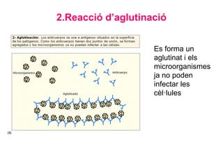 2.Reacció d’aglutinació
Es forma un
aglutinat i els
microorganismes
ja no poden
infectar les
cèl·lules
 