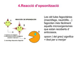 4.Reacció d’opsonització
Les cèl·lules fagocitàries
(macròfags, neutròfils…)
fagociten més fàcilment
aquells microorganismes
que estan recoberts d’
anticossos.
opson ( del grec) significa
= llest per a menjar
 