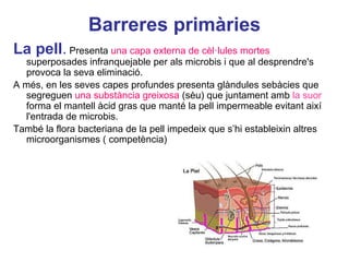 Barreres primàries
La pell. Presenta una capa externa de cèl·lules mortes
superposades infranquejable per als microbis i que al desprendre's
provoca la seva eliminació.
A més, en les seves capes profundes presenta glàndules sebàcies que
segreguen una substància greixosa (sèu) que juntament amb la suor
forma el mantell àcid gras que manté la pell impermeable evitant així
l'entrada de microbis.
També la flora bacteriana de la pell impedeix que s’hi estableixin altres
microorganismes ( competència)
 