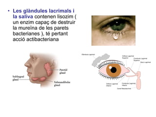 • Les glàndules lacrimals i
la saliva contenen lisozim (
un enzim capaç de destruir
la mureïna de les parets
bacterianes ), té pertant
acció actibacteriana
 