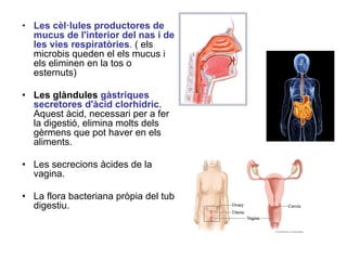 • Les cèl·lules productores de
mucus de l'interior del nas i de
les vies respiratòries. ( els
microbis queden el els mucus i
els eliminen en la tos o
esternuts)
• Les glàndules gàstriques
secretores d'àcid clorhídric.
Aquest àcid, necessari per a fer
la digestió, elimina molts dels
gèrmens que pot haver en els
aliments.
• Les secrecions àcides de la
vagina.
• La flora bacteriana pròpia del tub
digestiu.
 