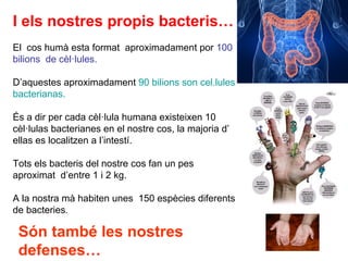 I els nostres propis bacteris…
El cos humà esta format aproximadament por 100
bilions de cèl·lules.
D’aquestes aproximadament 90 bilions son cel.lules
bacterianas.
És a dir per cada cèl·lula humana existeixen 10
cèl·lulas bacterianes en el nostre cos, la majoria d’
ellas es localitzen a l’intestí.
Tots els bacteris del nostre cos fan un pes
aproximat d’entre 1 i 2 kg.
A la nostra mà habiten unes 150 espècies diferents
de bacteries.
Són també les nostres
defenses…
 