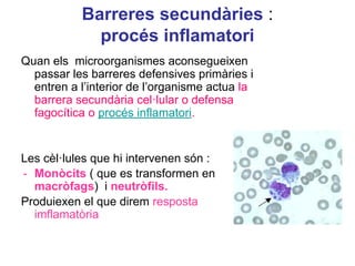 Barreres secundàries :
procés inflamatori
Quan els microorganismes aconsegueixen
passar les barreres defensives primàries i
entren a l’interior de l’organisme actua la
barrera secundària cel·lular o defensa
fagocítica o procés inflamatori.
Les cèl·lules que hi intervenen són :
- Monòcits ( que es transformen en
macròfags) i neutròfils.
Produiexen el que direm resposta
imflamatòria
 