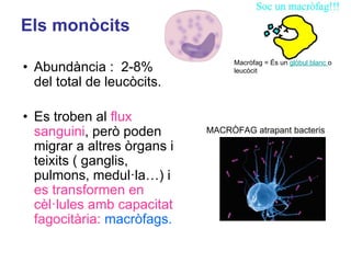 Els monòcits
• Abundància : 2-8%
del total de leucòcits.
• Es troben al flux
sanguini, però poden
migrar a altres òrgans i
teixits ( ganglis,
pulmons, medul·la…) i
es transformen en
cèl·lules amb capacitat
fagocitària: macròfags.
MACRÒFAG atrapant bacteris
Macròfag = És un glòbul blanc o
leucòcit
 
