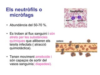 Els neutròfils o
micròfags
• Abundància del 50-70 %.
• Es troben al flux sanguini i són
atrets per les substàncies
químiques que alliberen els
teixits infectats ( atracció
quimiotàctica).
• Tenen moviment ameboide i
són capaços de sortir del
vasos sanguinis( diapedesi).
 