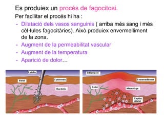 Es produiex un procés de fagocitosi.
Per facilitar el procés hi ha :
- Dilatació dels vasos sanguinis ( arriba més sang i més
cèl·lules fagocitàries). Això produiex envermelliment
de la zona.
- Augment de la permeabilitat vascular
- Augment de la temperatura
- Aparició de dolor…
 