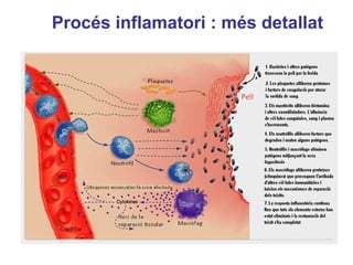 Procés inflamatori : més detallat
 