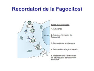 Recordatori de la Fagocitosi
 