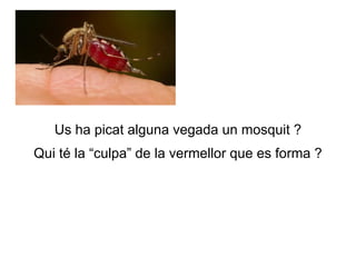 Us ha picat alguna vegada un mosquit ?
Qui té la “culpa” de la vermellor que es forma ?
 
