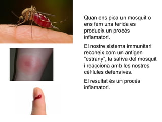 Quan ens pica un mosquit o
ens fem una ferida es
produeix un procés
inflamatori.
El nostre sistema immunitari
reconeix com un antigen
“estrany”, la saliva del mosquit
i reacciona amb les nostres
cèl·lules defensives.
El resultat és un procés
inflamatori.
 