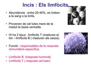 Incís : Els limfòcits
• Abundància : entre 20-40%, es troben
a la sang o la limfa.
• Provenen de cel·lules mare de la
medul·la òssia vermella.
• Hi ha 2 tipus : limfòcits T (madures al
tim i limfòcits B ( maduren als ossos).
• Funció : responsables de la resposta
immunitària específica.
• Limfòcits B (resposta humoral)
• Limfòcits T ( resposta cel·lular)
 