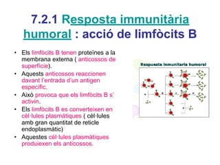 7.2.1 Resposta immunitària
humoral : acció de limfòcits B
• Els limfòcits B tenen proteïnes a la
membrana externa ( anticossos de
superfície).
• Aquests anticossos reaccionen
davant l’entrada d’un antigen
específic.
• Això provoca que els limfòcits B s’
activin.
• Els limfòcits B es converteixen en
cèl·lules plasmàtiques ( cèl·lules
amb gran quantitat de reticle
endoplasmàtic)
• Aquestes cèl·lules plasmàtiques
produiexen els anticossos.
 