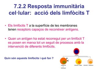 7.2.2 Resposta immunitària
cel·lular: acció dels limfòcits T
• Els limfòcits T a la superfície de les membranes
tenen receptors capaços de reconèixer antígens.
• Quan un antígen ha estat reconegut per un limfòcit T
es posen en marxa tot un seguit de procesos amb la
intervenció de diferents limfòcits.
Quin són aquests limfòcits i què fan ?
 