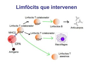 Limfòcits que intervenen
 