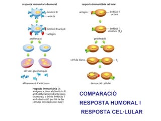 COMPARACIÓ
RESPOSTA HUMORAL I
RESPOSTA CEL·LULAR
 