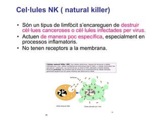 Cel·lules NK ( natural killer)
• Són un tipus de limfòcit s’encareguen de destruir
cèl·lues canceroses o cèl·lules infectades per virus.
• Actuen de manera poc específica, especialment en
processos inflamatoris.
• No tenen receptors a la membrana.
 