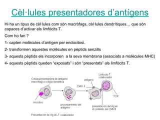 Cèl·lules presentadores d’antígens
Hi ha un tipus de cèl·lules com són macròfags, cèl·lules dendrítiques… que són
capaces d’activar els limfòcits T.
Com ho fan ?
1- capten molècules d’antígen per endocitosi.
2- transformen aquestes molècules en pèptids senzills
3- aquests pèptids els incorporen a la seva membrana (associats a molècules MHC)
4- aquests pèptids queden “exposats” i són “presentats” als limfòcits T.
 