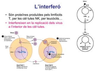 L’interferó
• Són proteïnes produïdes pels limfòcits
T, per les cèl·lules NK, per leucòcits…
• Interfereixen en la replicació dels virus
a l’interior de les cèl·lules.
 