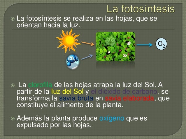 La importancia de la fotosíntesis para la vida
