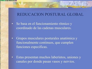 REDUCACION POSTURAL GLOBAL<br />Se basa en el funcionamiento rítmico y coordinado de las cadenas musculares.<br />Grupos m...