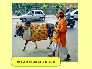 Una vaca en una calle de Delhi
 