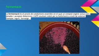 Fermentació
La fermentació és el procés de catabolisme anaeròbic en el qual un compost orgànic actua com a
donador i acceptor d'electrons i l'ATP resultant s'obté per la fosforilació a nivell de substrat.
Exemple: iogurt, formatge...
 