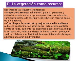 D. La vegetación como recurso:
Desempeña las siguientes funciones:
- Proporciona recursos (alimentos) para las personas y
animales, aporta materias primas para diversas industrias,
suministra fuentes de energía y constituye un recurso para el
ocio y el recreo.
- Contribuye a la protección y mejora del medio ambiente,
reduce la contaminación atmosférica, actúa como pantalla
contra el ruido, aumenta las disponibilidades hídricas, mitiga
la evaporación, reduce el riesgo de inundaciones, protege el
suelo y colabora a su fertilidad (humus). Además los bosques
albergan una gran biodiversidad.
 