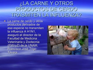 ¿LA CARNE Y OTROS PRODUCTOS DE CERDO TRASMITEN LA INFLUENZA? La carne de cerdo y otros productos derivados de esa especie no transmiten la influenza A H1N1, aseguró el director de la Facultad de Medicina Veterinaria y Zootecnia (FMVyZ) de la UNAM, Francisco José Trigo Tavera  