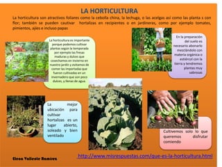 LA HORTICULTURA
La horticultura son atractivos foliares como la cebolla china, la lechuga, o las acelgas así como las planta s con
flor; también se pueden cautivar hortalizas en recipientes o en jardineras, como por ejemplo tomates,
pimientos, ajíes e incluso papas
La horticultura es importante
porque podemos cultivar
plantas según la temporada
por ejemplo las fresas
maduras y dulces que
cosechamos en invierno en
nuestro jardín y evitamos de
comer las importadas que
fueron cultivadas en un
invernadero que son poco
dulces, y llenas de agua.
La mejor
ubicación para
cultivar
hortalizas es un
lugar abierto,
soleado y bien
ventilado
En la preparación
del suelo es
necesario abonarlo
mezclándolo con
materia orgánica o
estiércol con la
tierra y tendremos
plantas muy
sabrosas
Elena Valiente Ramírez
Cultivemos solo lo que
queremos disfrutar
comiendo
http://www.misrespuestas.com/que-es-la-horticultura.html
 