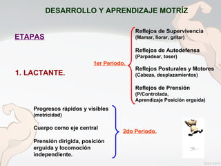 DESARROLLO Y APRENDIZAJE MOTRÍZ
ETAPAS
1. LACTANTE.
1er Periodo.
2do Periodo.
Reflejos de Supervivencia
(Mamar, llorar, gritar)
Reflejos de Autodefensa
(Parpadear, toser)
Reflejos Posturales y Motores
(Cabeza, desplazamientos)
Reflejos de Prensión
(P/Controlada,
Aprendizaje Posición erguida)
Progresos rápidos y visibles
(motricidad)
Cuerpo como eje central
Prensión dirigida, posición
erguida y locomoción
independiente.
 
