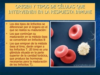 ORIGEN Y TIPOS DE CÉLULAS QUE INTERVIENEN EN LA RESPUESTA INMUNE <ul><li>Los dos tipos de linfocitos se diferencian por el...